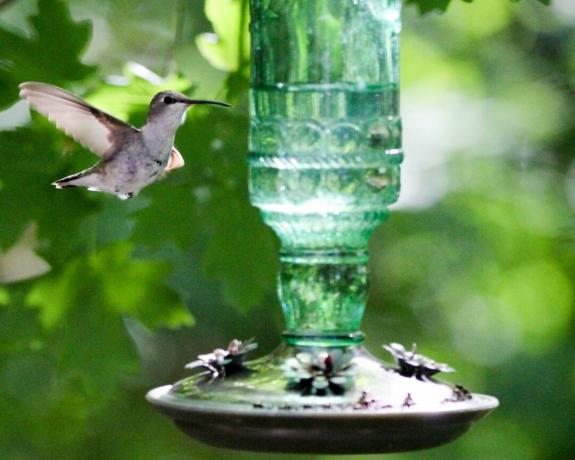 Una mangiatoia per colibrì fai da te con colibrì