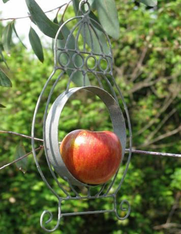 Paras lintujen syöttölaite tuoreille hedelmille ja siemenpalloille: Riippuva Apple Bird Feeder