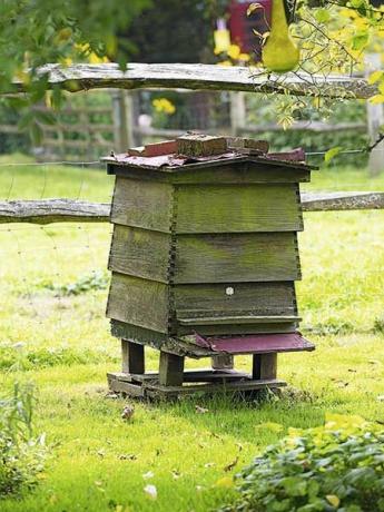 ハンプシャーの庭の蜂の巣