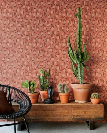 Luipaardprint behang zit achter een bankje met plantenpotten en cactussen