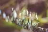 Vinterblommor - hur man dekorerar med blommor och blommande inomhusväxter