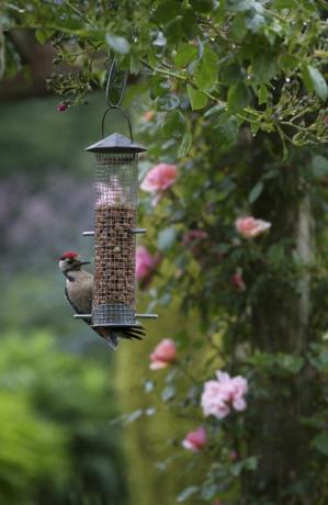 pássaro de jardim de vida selvagem em um alimentador de pássaros