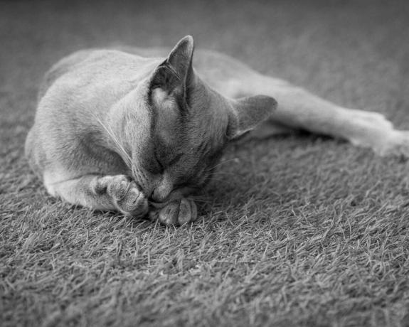 hvordan bli kvitt teppebiller - katt på teppe - unsplash