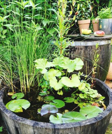 Pequeño estanque en el jardín cubierto de vegetación