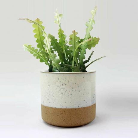 Cactus a lisca di pesce in vaso per piante in ceramica maculata bicolore