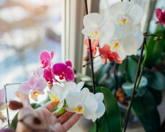 En kvinnes hånd holder opp fargerike orkideer phalaenopsis