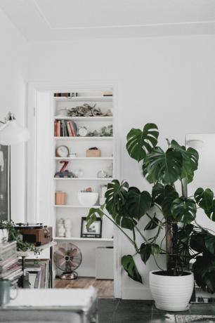 Un luminoso soggiorno bianco con una grande pianta monstera