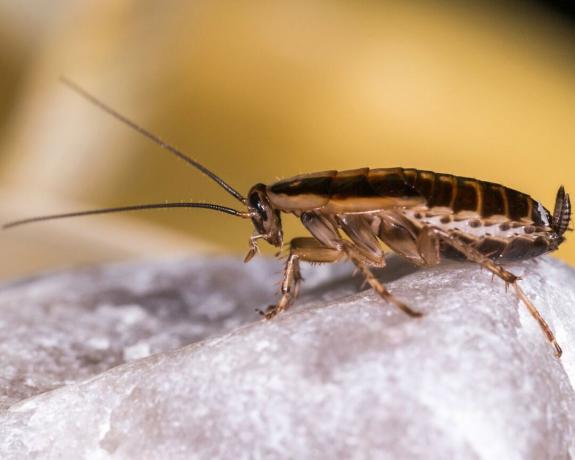 cómo identificar insectos - la cucaracha alemana - GettyImages-476531424