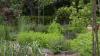 Zeliščni vrt: ideje za sajenje in nasveti, kako gojiti zelišča