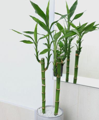 bambú de la suerte en el baño