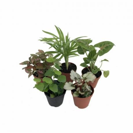 Cinque piante in vasi per piante