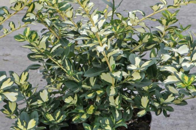 Euonymus fortunei 'Blondy' tanaman pemeliharaan rendah terbaik untuk taman