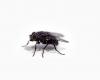 Come identificare gli insetti in casa: cimici dei letti, termiti, scarafaggi, formiche e altro con le immagini