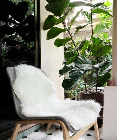 Λευκό δέρμα προβάτου σε αναπαυτική καρέκλα με vintage χαλί και φύλλωμα βιολιού συκιά σε γλάστρα