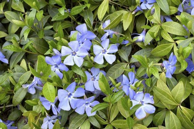 พรมสปริง vinca เอเวอร์กรีนด้วยดอกไม้สีฟ้า