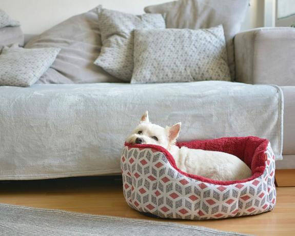 Um cachorro em uma cama de cachorro em uma sala de estar