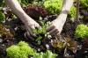 Å dyrke salat og mer fra ingenting annet enn rester er enkelt. Dette er hvordan...