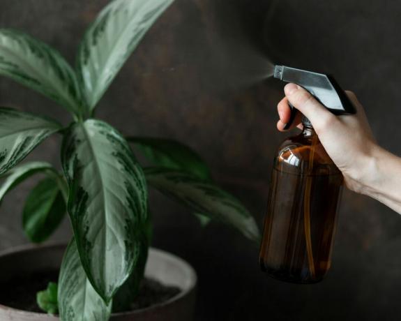 Wie man Schmierläuse loswird – eine Zimmerpflanze mit einer Sprühflasche – Getty