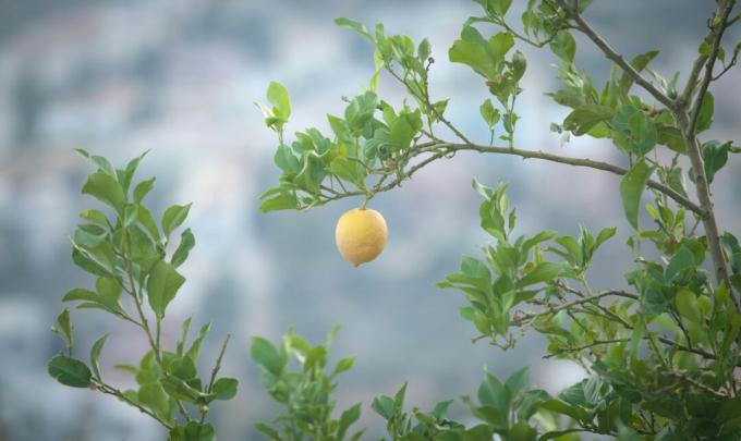 sidrunipuu