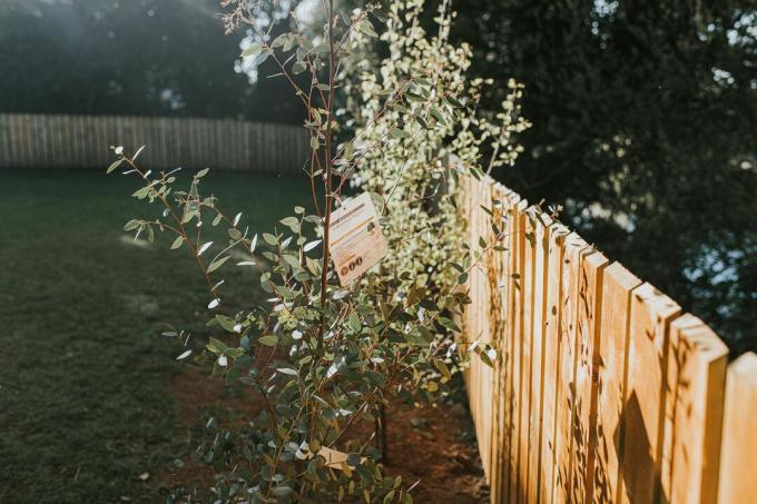Eucalyptus Gum Tree junto a la valla del patio