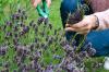 Menanam lavender: tips terbaik untuk menanam, memangkas, dan memanen lavender