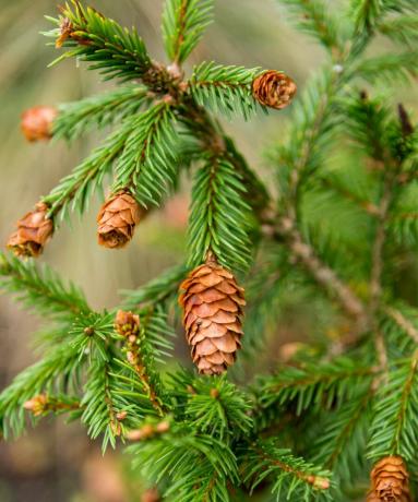 Picea abies " بوش" - شجرة التنوب النرويجية