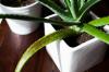알로에 베라 식물 관리 문제 및 해결 방법