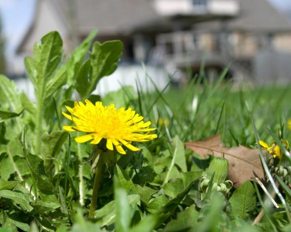 Nahaufnahme einer blühenden Löwenzahnpflanze auf einem Rasen in einem Wohngebiet mit einem Haus im Hintergrund.