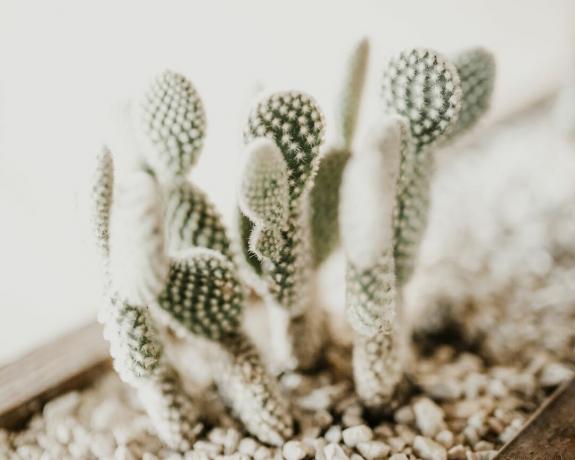 Cactus dalle orecchie di coniglio