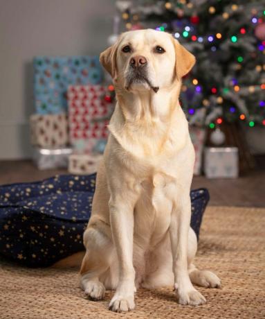 σκυλί που κάθεται μπροστά από το χριστουγεννιάτικο δέντρο
