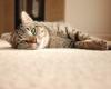 कालीन से बिल्ली का पेशाब कैसे निकालें - हर कीमत पर गंध और दाग से बचें