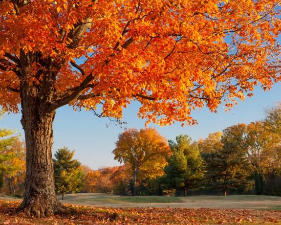 Kolory jesieni w Brentwood, Tennessee, USA