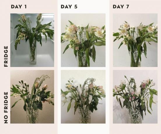 test de flori care arată rezultatele de a fi în frigider sau nu