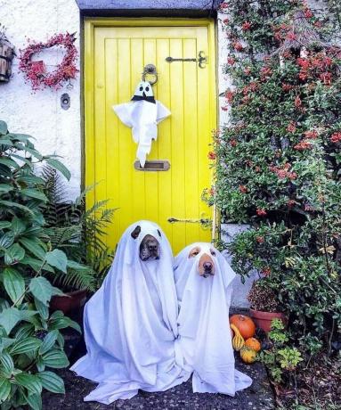 Ideea ușii din față de Halloween folosind nuanța galbenă citron a lui Farrow și Ball, decor fantomă și doi câini îmbrăcați în cearșafuri albe pentru a arăta ca niște fantome