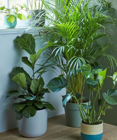 rośliny doniczkowe ułożone w domu