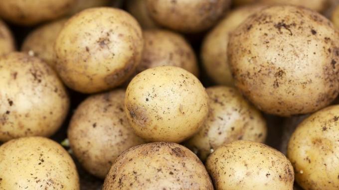 kuidas kartulit säilitada