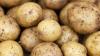 Når du skal plante poteter: inkludert tips om hvordan og hvor du skal plante dem