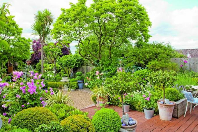 Giardino livellato con decking pieno di grandi alberi e fiori misti