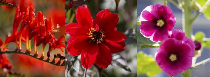 røde og lyserøde blomster til en have