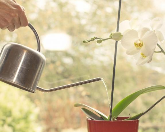 Жена полива орхидея от лейка