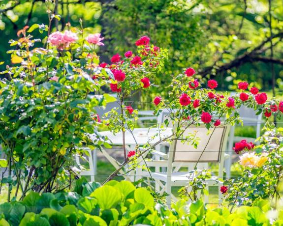आउटडोर टेबल और कुर्सियों के साथ बगीचे में गुलाब