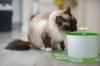 여름에 고양이를 시원하게 하고 수분을 공급하는 방법: 열사병을 예방하는 10가지 방법