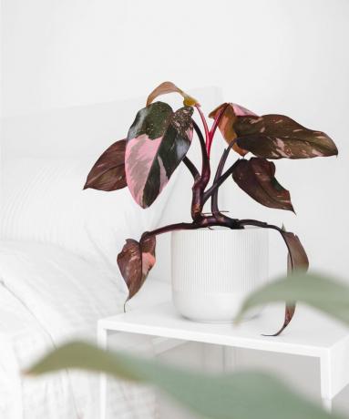 princesse rose philodendron