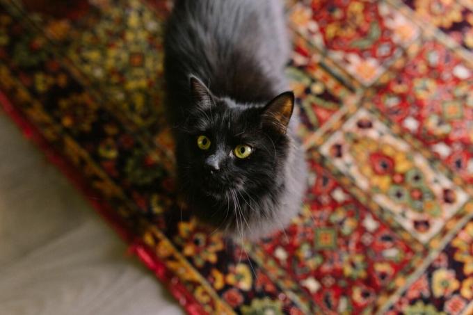 kaķis uz persiešu paklāja
