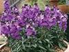 Plantes de jardin à fleurs violettes: 11 meilleurs achats pour vos bordures