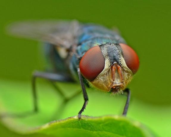 Плодовая муха крупным планом