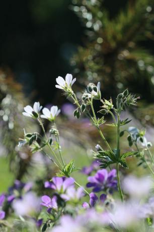 Alpsko cvijeće, Anne Nygard