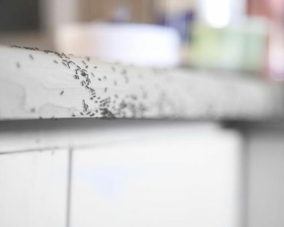 كيفية التخلص من النمل - النمل على سطح عمل المطبخ - GettyImages-1217118154