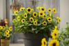 12 εύκολα λουλούδια για να αναπτυχθούν σε γλάστρες, στον κήπο ή μέσα στο σπίτι σας