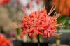 15 φθινοπωρινές ποικιλίες λουλουδιών για μια τελική έκρηξη χρώματος